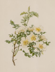 English Rose by English School